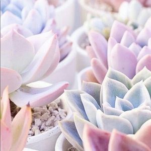 Meet your Posher, Sofija